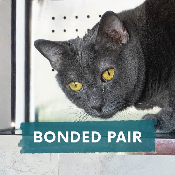 Scout - Domestic Shorthair