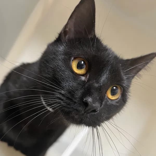 Cindy Lou Who - Domestic Shorthair