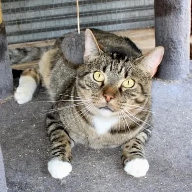 Quinn - Domestic Shorthair