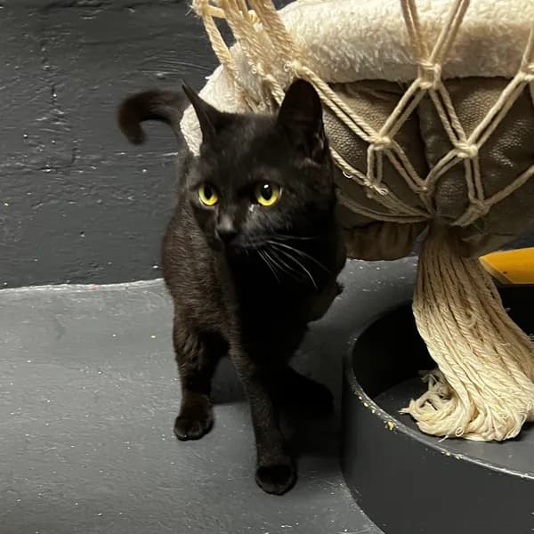 Misty - Domestic Shorthair