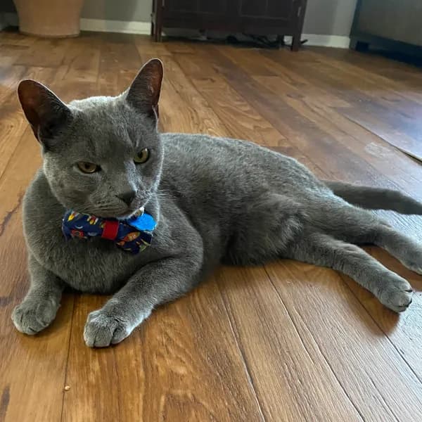 Edwin - Korat