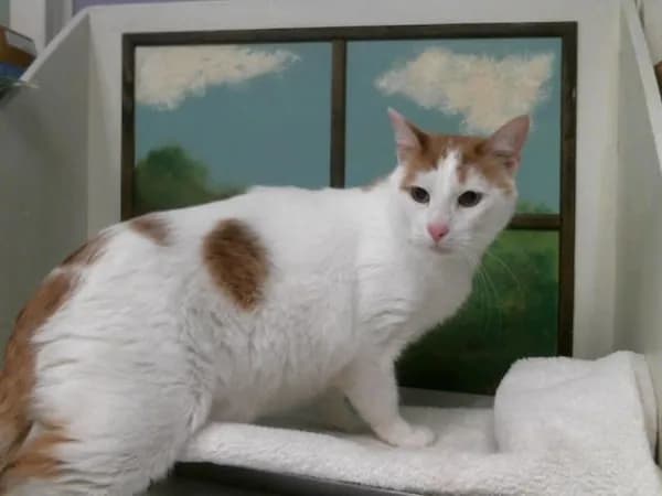 Oranges - Domestic Shorthair mix