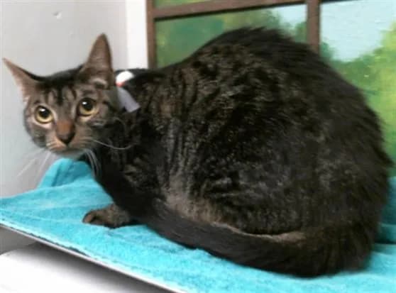 Cozy - Domestic Shorthair mix