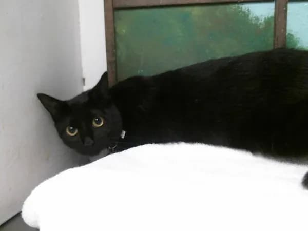 Cornelio - Domestic Shorthair mix