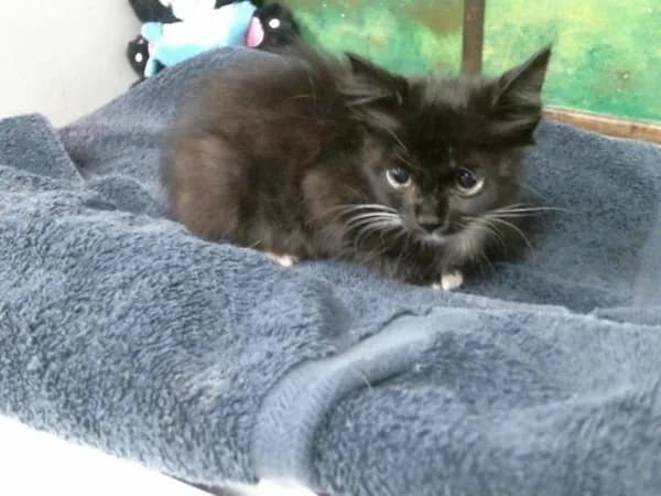 Salem - Domestic Shorthair mix