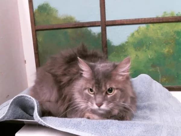 Faye - Domestic Longhair mix