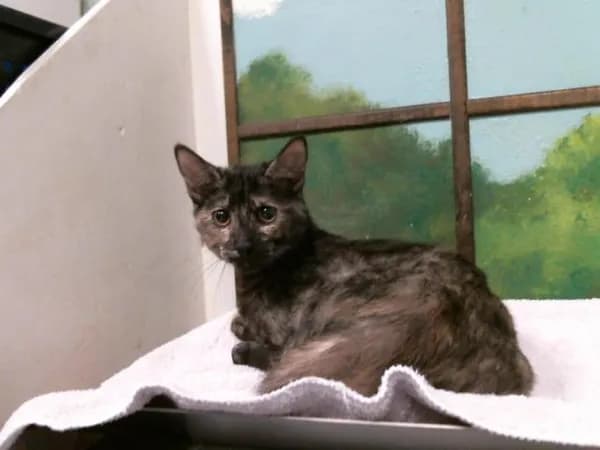 Azura - Domestic Shorthair mix
