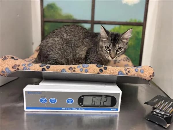 Curuba - Domestic Shorthair mix