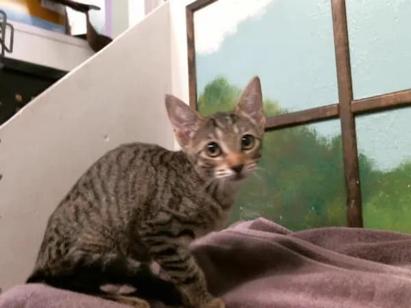 Nezuko - Domestic Shorthair mix