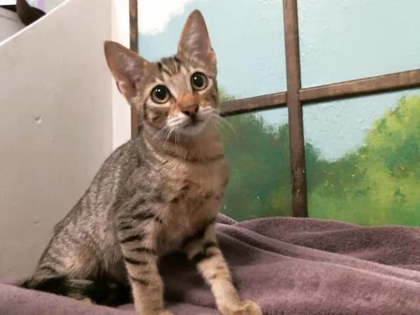 Tanjiro - Domestic Shorthair mix