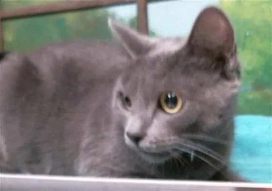 Sarah - Russian Blue mix