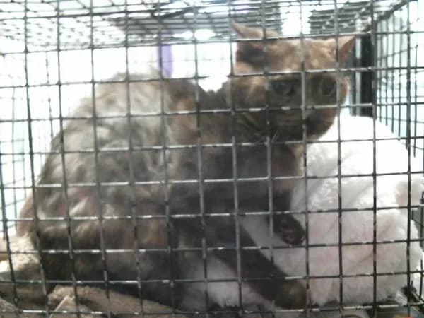 Baby Momma - Domestic Shorthair mix