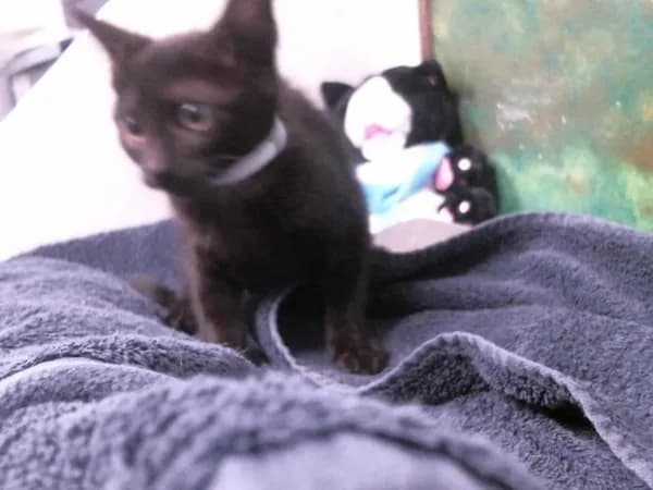 Unnamed - Domestic Shorthair mix