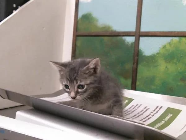 Sabo - Domestic Shorthair mix