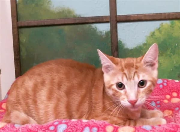 Koda - Domestic Shorthair mix