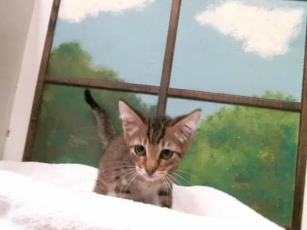 Meatball - Domestic Shorthair mix