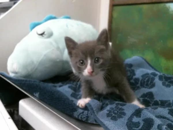 Chibi - American Shorthair