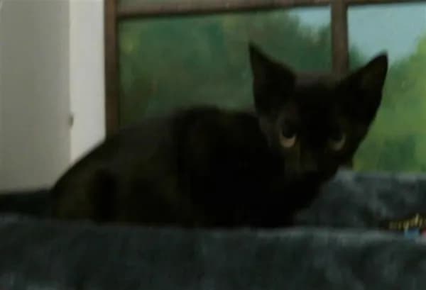 Belle - Domestic Shorthair