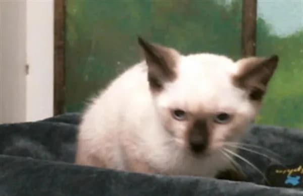 Bambi - Siamese mix