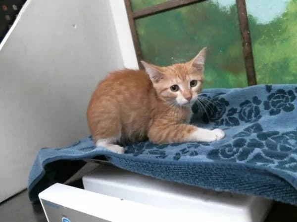 Jake - Domestic Shorthair