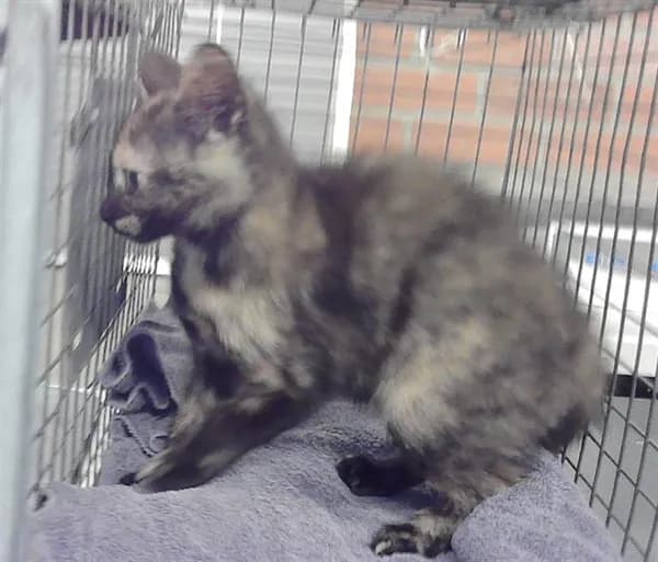 Penny - Domestic Shorthair