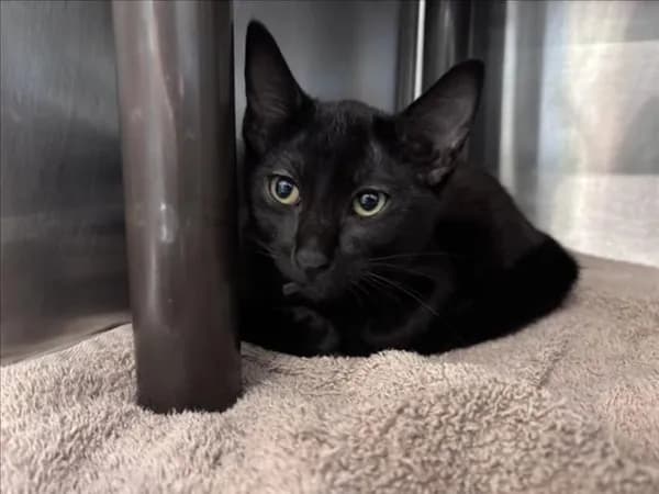 Weston - Domestic Shorthair mix