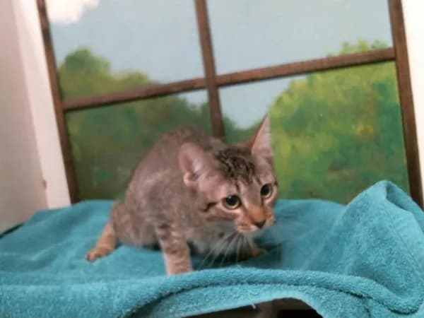 Bonnie - Domestic Shorthair mix