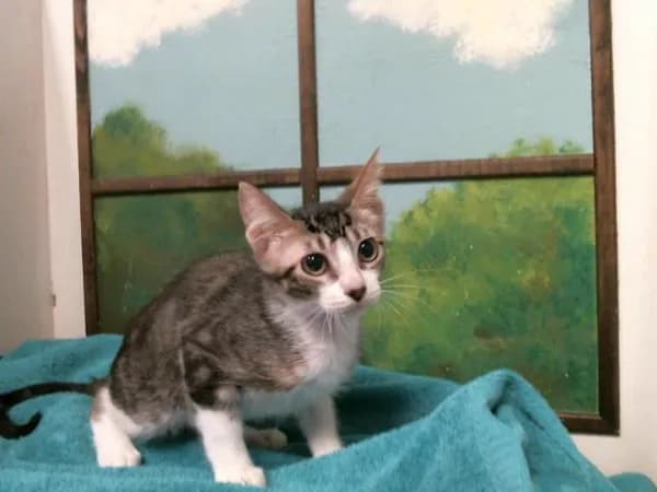 Buster - Domestic Shorthair mix
