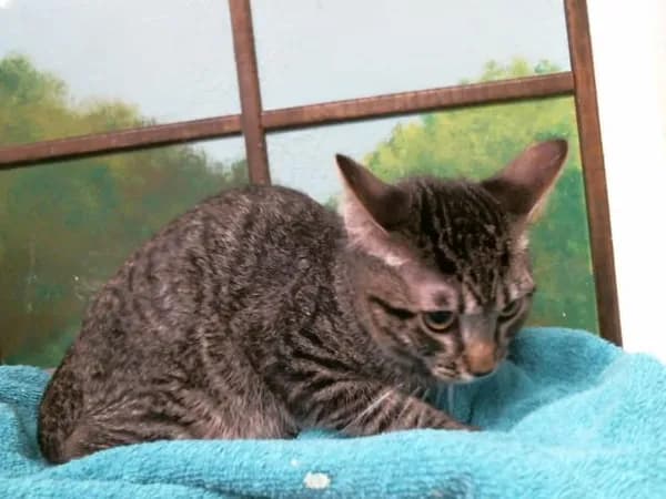 Beavis - Domestic Shorthair mix