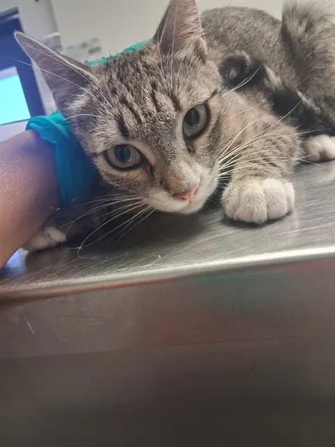 Unnamed - Domestic Shorthair