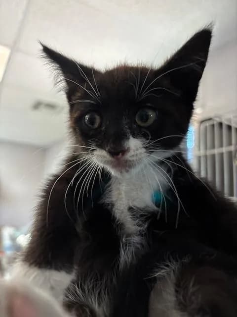 Unnamed - Domestic Shorthair