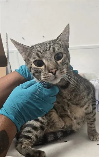 Toby - Domestic Shorthair