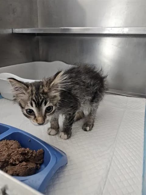Unnamed - Domestic Shorthair