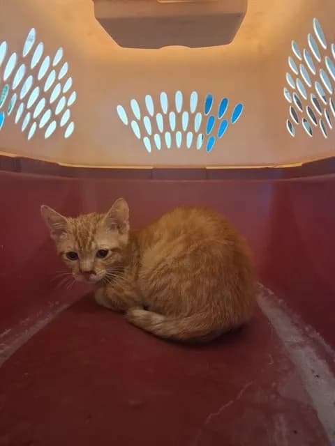Unnamed - Domestic Shorthair