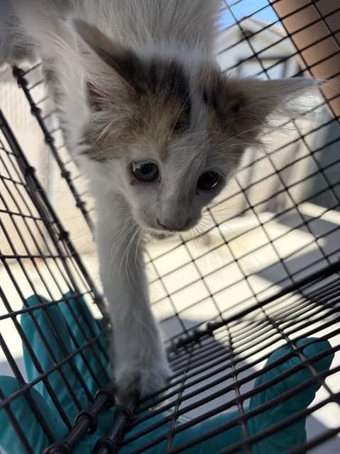 Unnamed - Domestic Shorthair