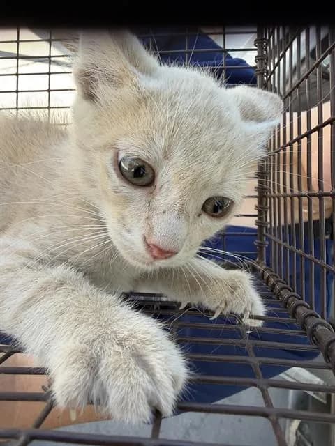 Unnamed - Domestic Shorthair