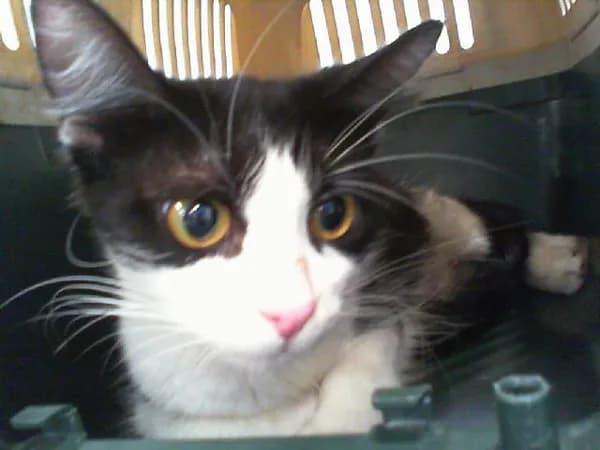 Fazla - Domestic Mediumhair