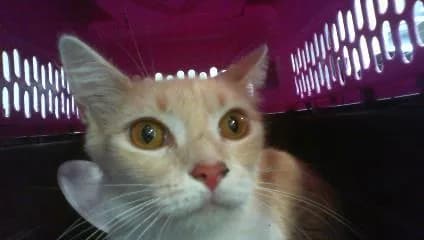 Luna - Domestic Shorthair