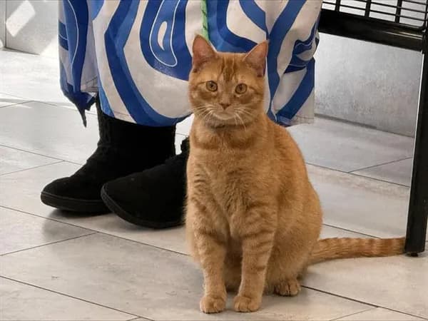 Simba - Domestic Shorthair