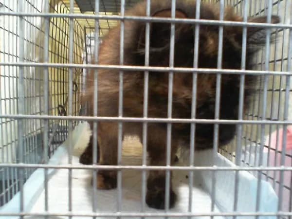 Unnamed - Domestic Shorthair