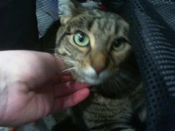 Ariyana - Domestic Shorthair
