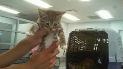 Unnamed - Domestic Shorthair