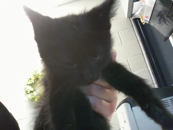 Unnamed - Domestic Shorthair