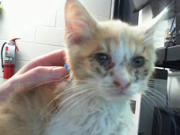 Unnamed - Domestic Mediumhair