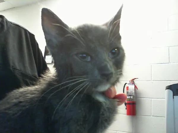 Unnamed - Domestic Shorthair