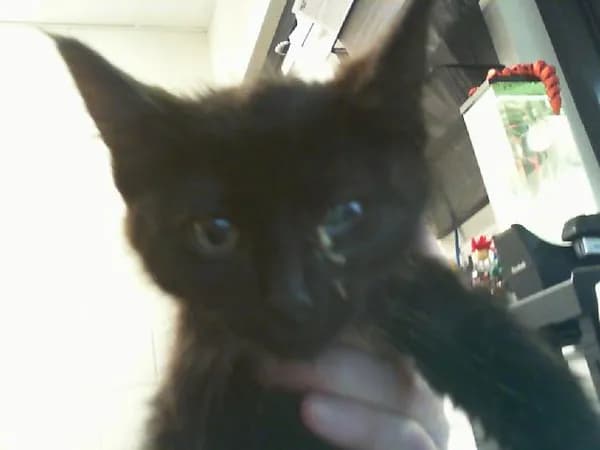 Unnamed - Domestic Shorthair
