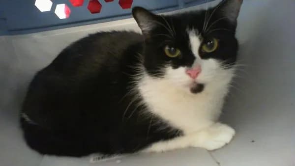 Bonnie - Domestic Shorthair