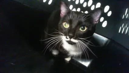 Leo - Domestic Shorthair