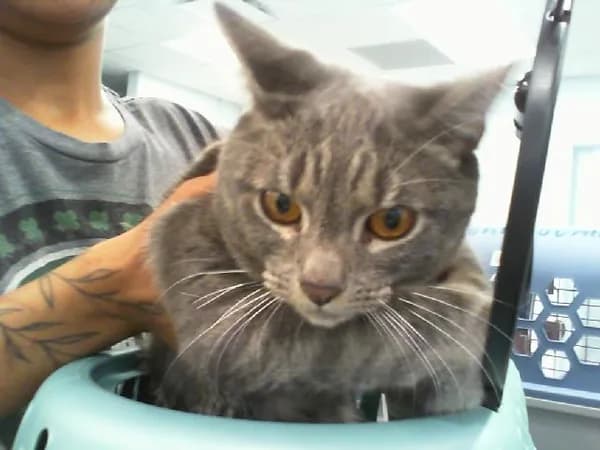 Emiliano - Domestic Shorthair