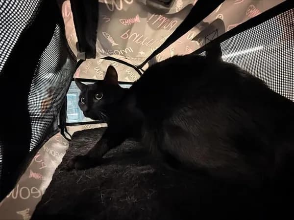 Brawmy - Domestic Shorthair